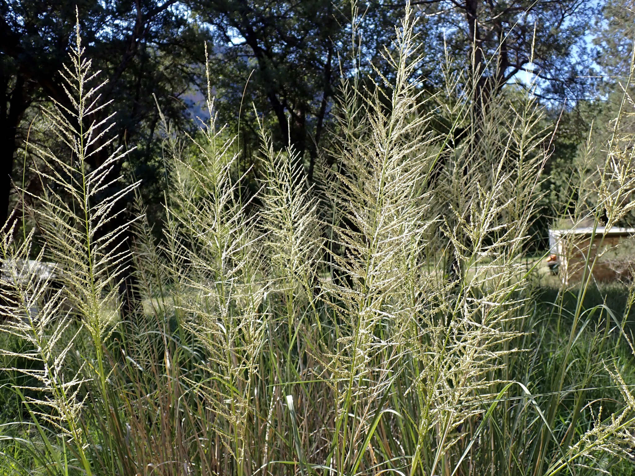 Sporobolus wrightii