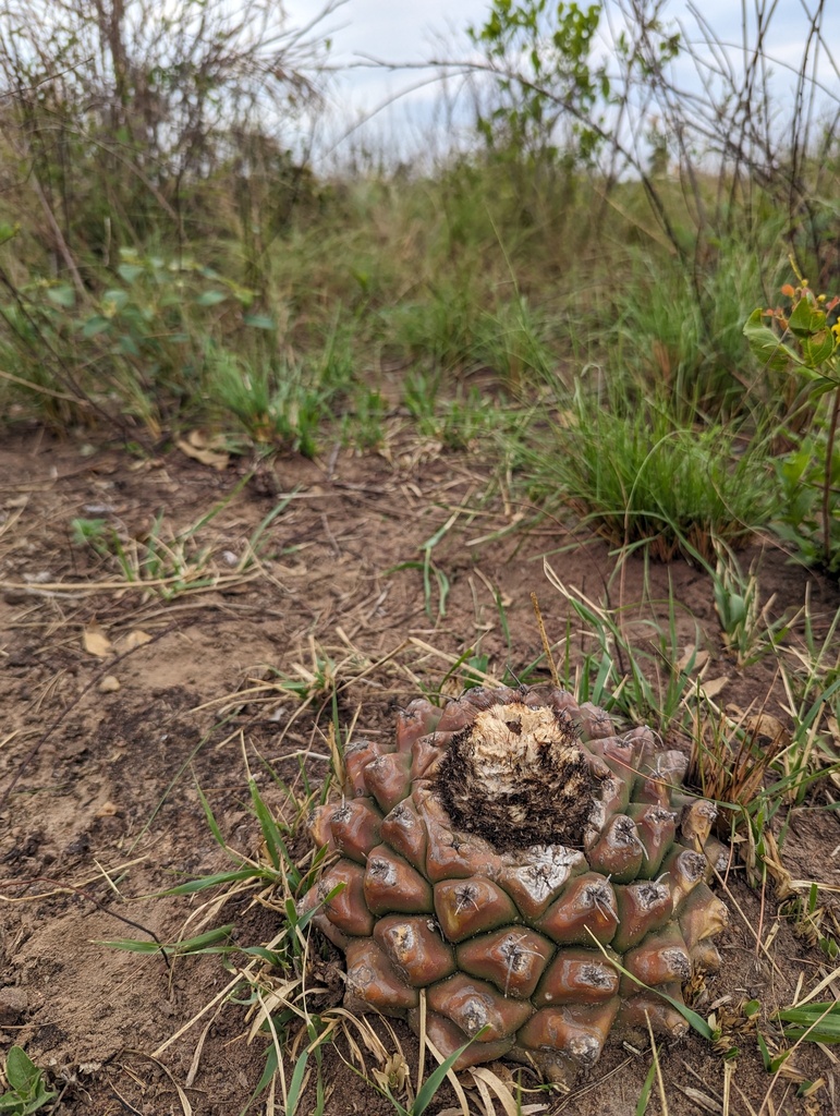 Discocactus hartmannii