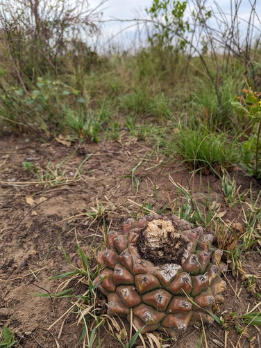 Discocactus hartmannii