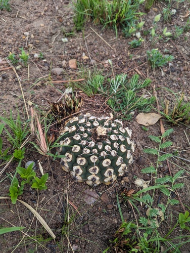 Discocactus hartmannii