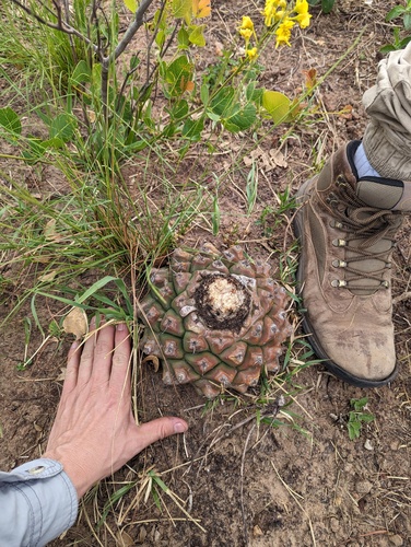Discocactus hartmannii