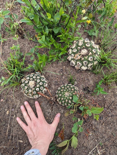 Discocactus hartmannii