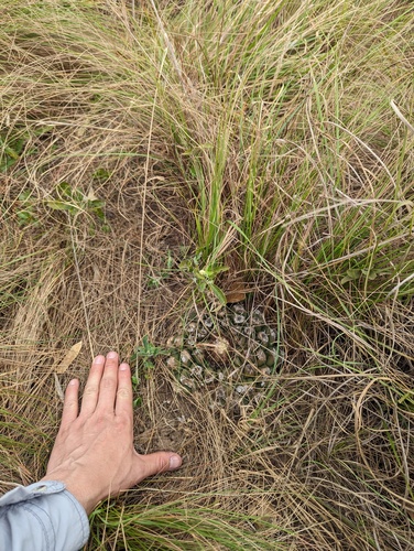 Discocactus hartmannii