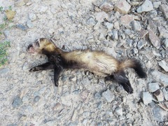 Mustela eversmanii