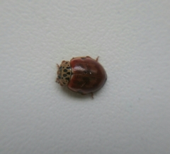 Harmonia quadripunctata