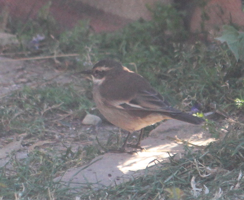 Cream-winged Cinclodes (Cinclodes albiventris), photo 7