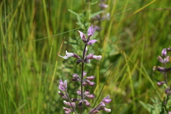 Syncolostemon stenophyllus