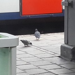 Columba livia domestica
