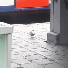 Columba livia domestica
