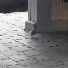 Columba livia domestica