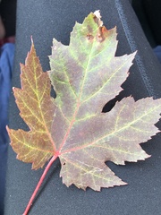 Acer rubrum image