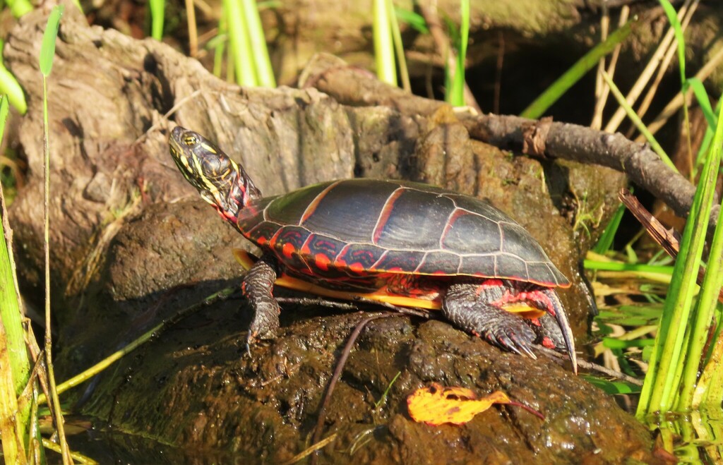 Painted Turtle from Saratoga County, NY, USA on September 4, 2023 at 08 ...