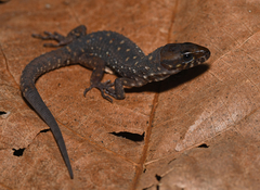 Lepidophyma smithii