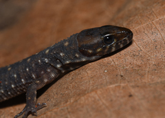 Lepidophyma smithii