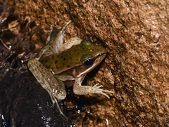 Lithobates maculatus