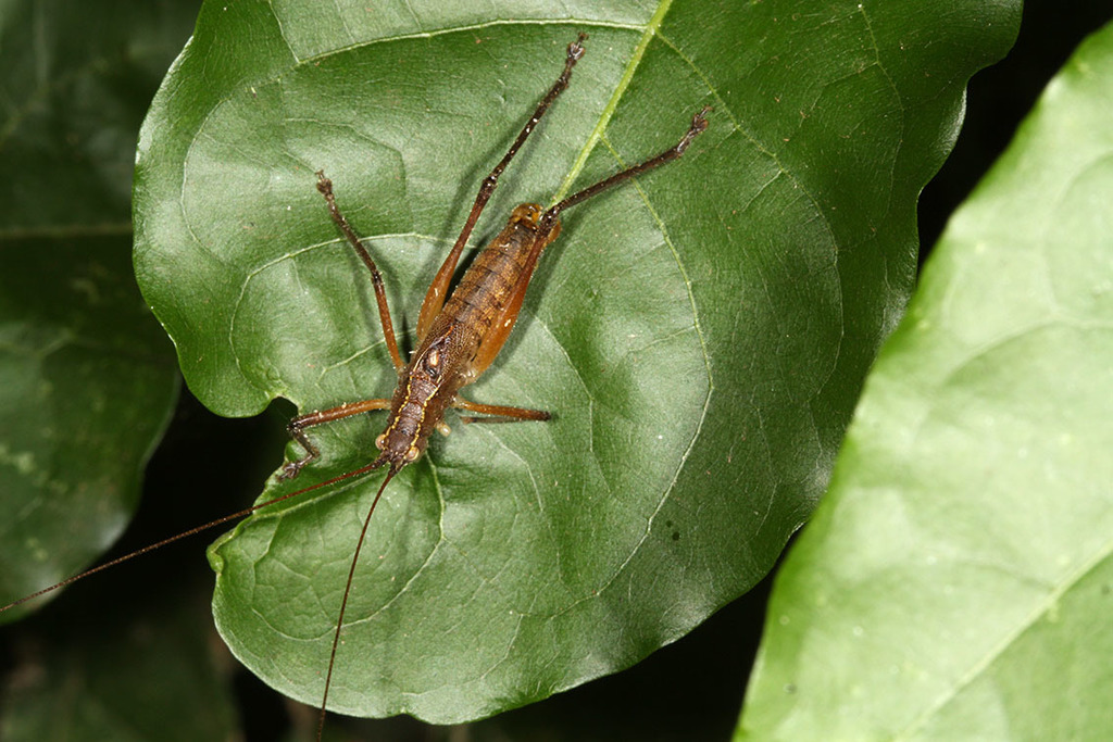 Brachyteleutias bilineatus
