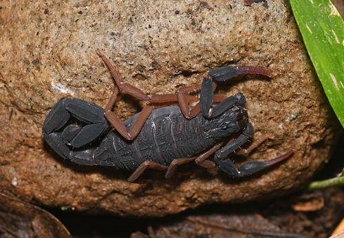 Centruroides tapachulaensis