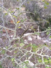 Chamaecrista greggii