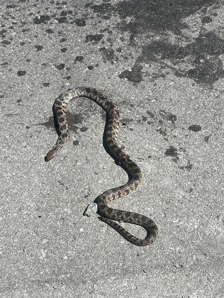 Fox Snake In Iowa Western Foxsnake from N Governor St, Iowa City, IA, US on September 2 ...