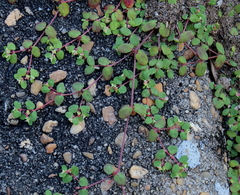 Euphorbia cordifolia