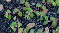 Euphorbia cordifolia