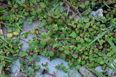Euphorbia cordifolia