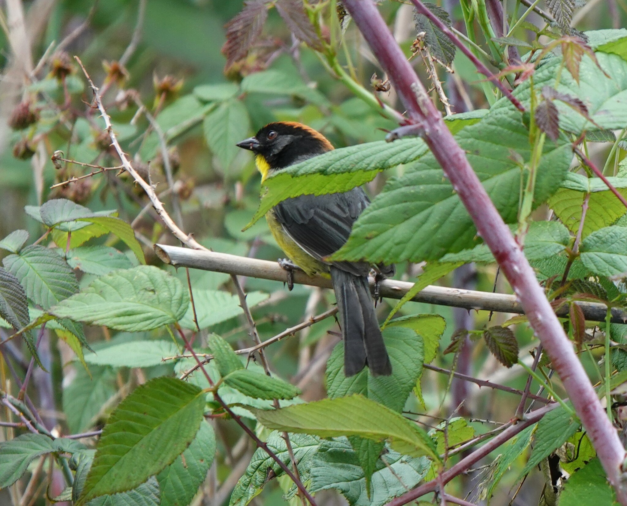 Black-fronted Brushfinch (Atlapetes nigrifrons), photo 6