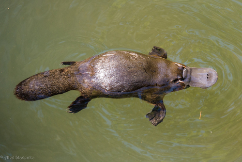 Platypus, Queensland, Australia, photo 10 of 10