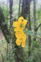 Hypericum forrestii
