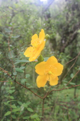 Hypericum forrestii