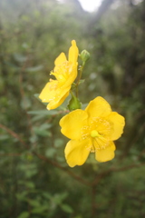 Hypericum forrestii
