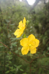 Hypericum forrestii