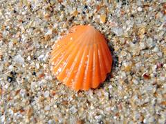 Flexopecten glaber ponticus