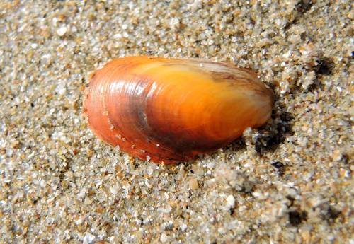 Modiolus adriaticus