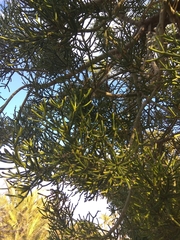 Magnoliopsida