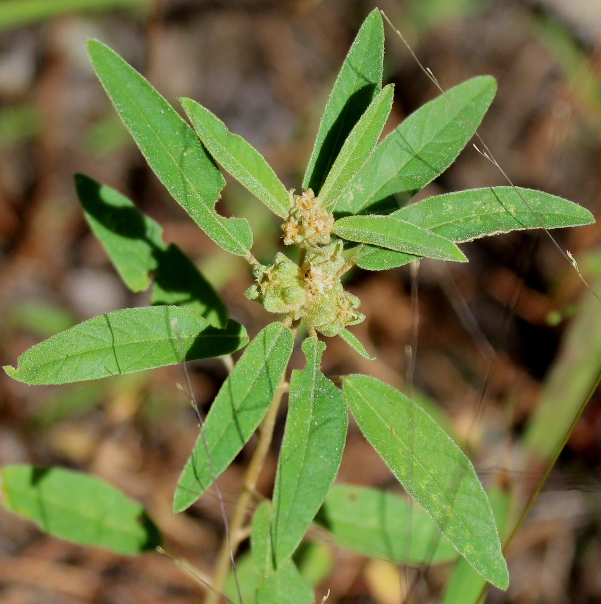 Croton elliottii