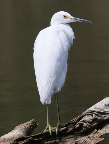 Snowy Egret photographed in Virginia
