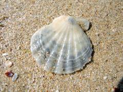 Flexopecten glaber ponticus