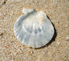 Flexopecten glaber ponticus