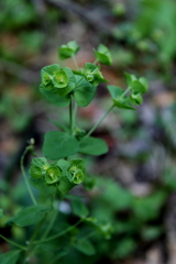 Euphorbia commutata