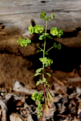 Euphorbia commutata