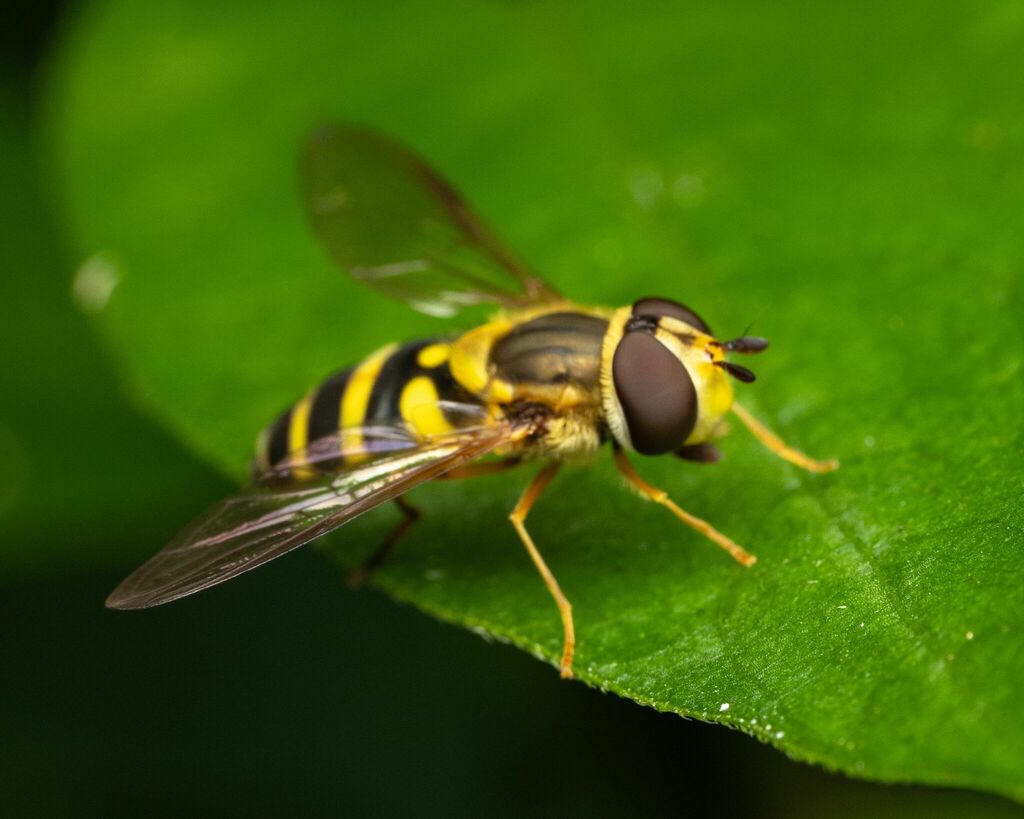 Eastern Flower Fly