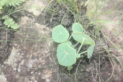 Senecio oxyriifolius