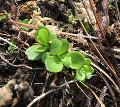Micranthemum glomeratum