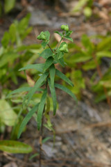 Euphorbia floridana