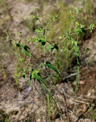 Euphorbia floridana