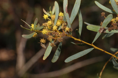 Image of Acacia decora by (c) Greg Tasney, some rights reserved (CC BY-SA)