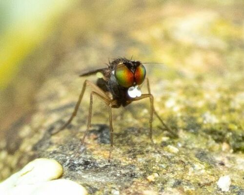 Long-legged fly (Chrysotus longipalpus) photo 5