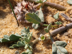 Neurada procumbens