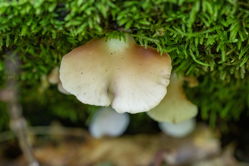 Crepidotus applanatus